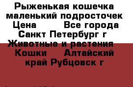 Рыженькая кошечка маленький подросточек › Цена ­ 10 - Все города, Санкт-Петербург г. Животные и растения » Кошки   . Алтайский край,Рубцовск г.